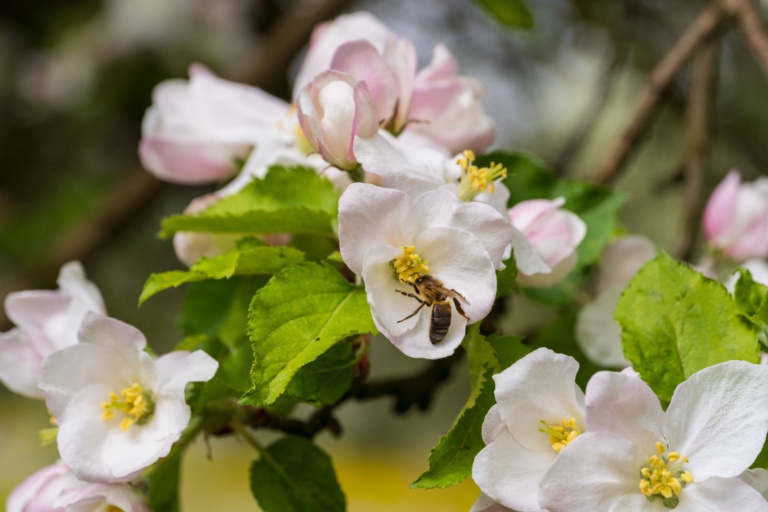 Aussi travailleur qu’une abeille